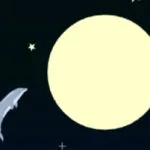 Dolphin Olympics